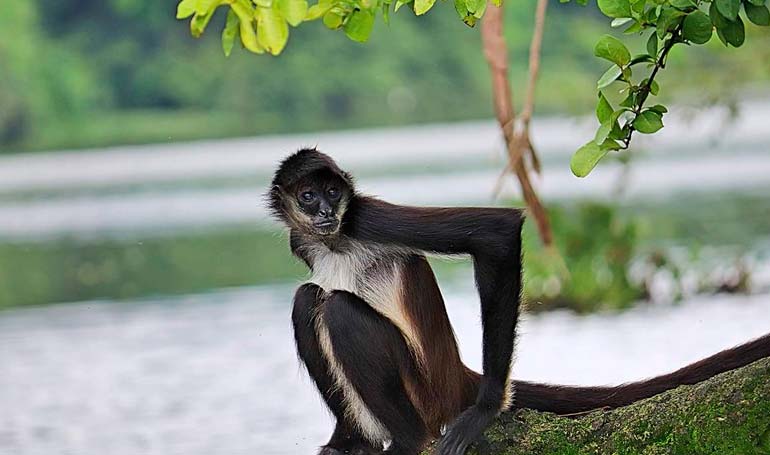 Tour Catemaco, los Tuxtlas y Papantla con Tour Sin Límites