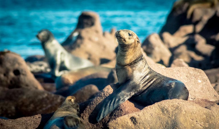 Tour Los Cabos 2020 - Viajes y excursiones Tour Sin Límites