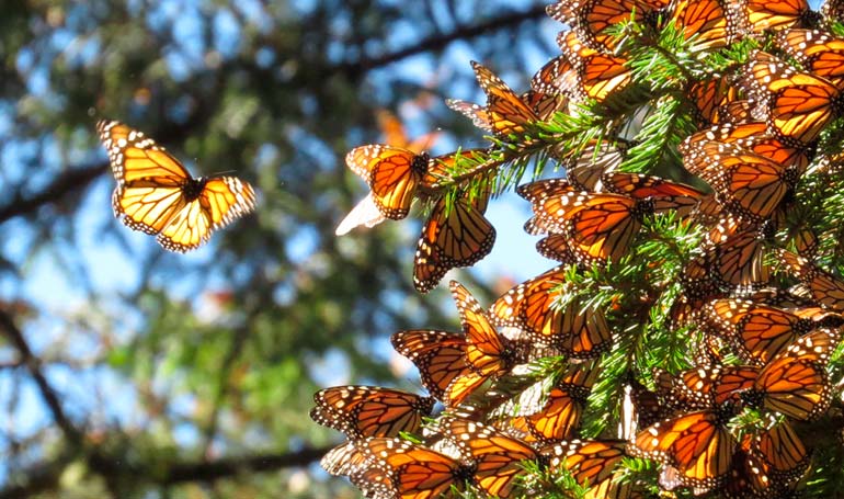 Tour Mariposa Monarca y Angangueo con Tour Sin Límites