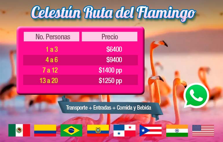 Tour Privado Celestún Ruta del Flamingo con Tour Sin Límites