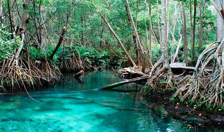 Tour Celestún Ruta del Flamingo con Tour Sin Límites