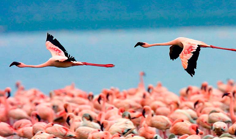 Tour Celestún Ruta del Flamingo con Tour Sin Límites